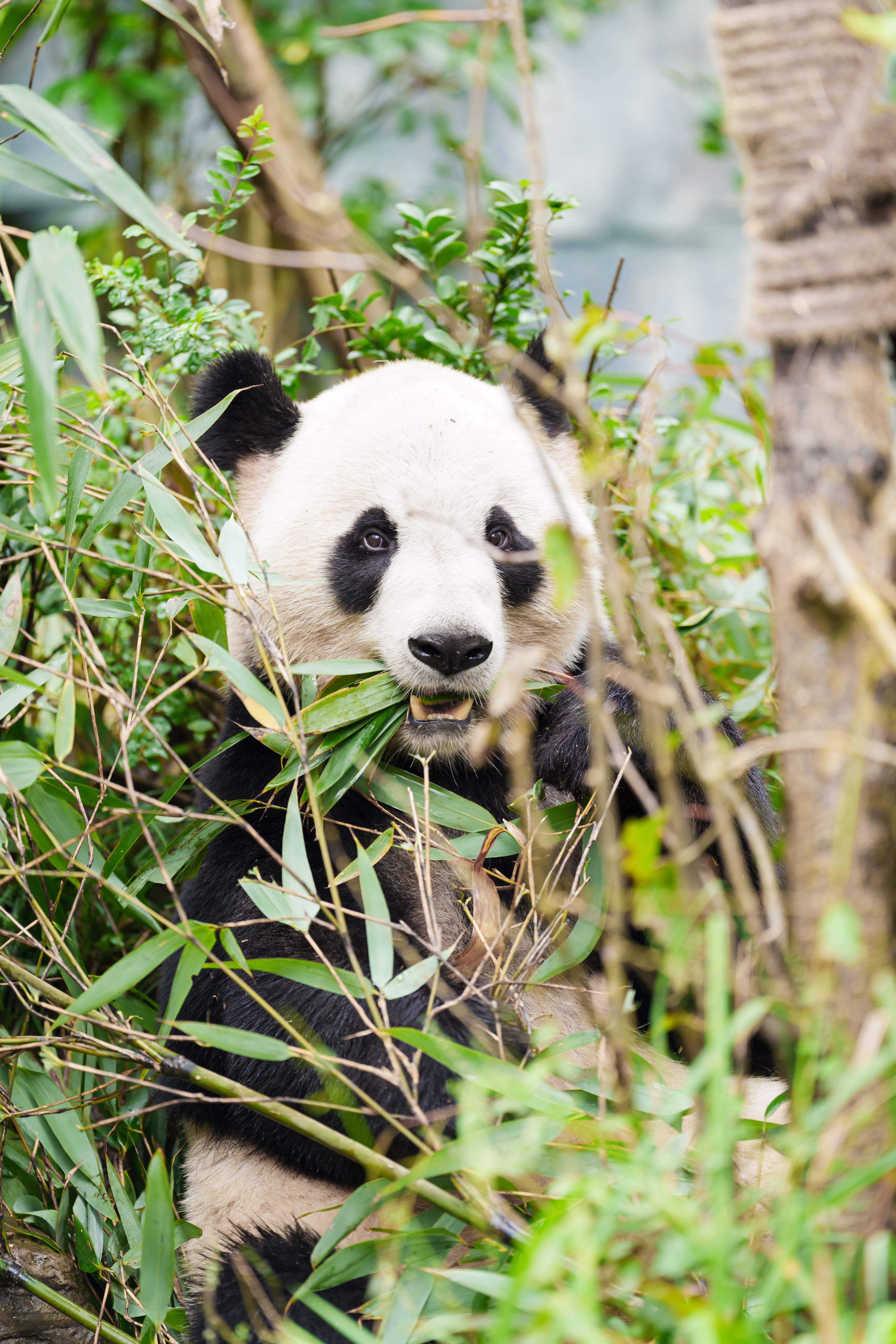 panda di chengdu