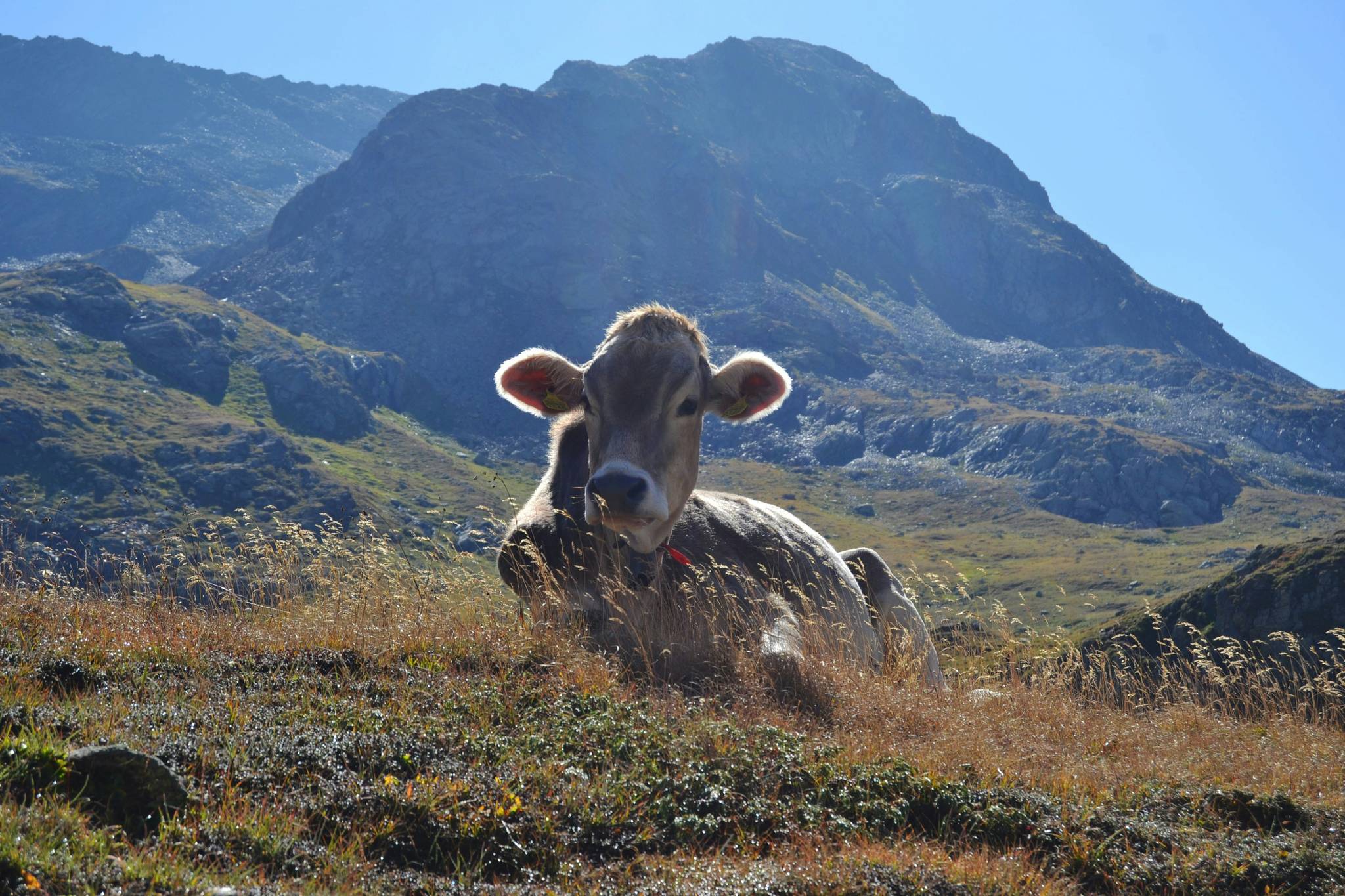 mucca livigno