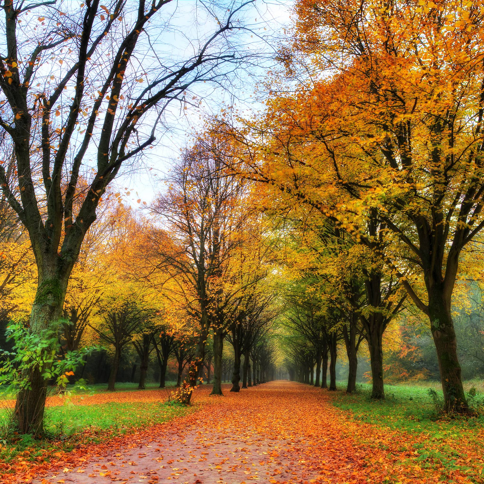 fogliage a ottobre