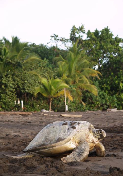 parco nazionale del tortuguero