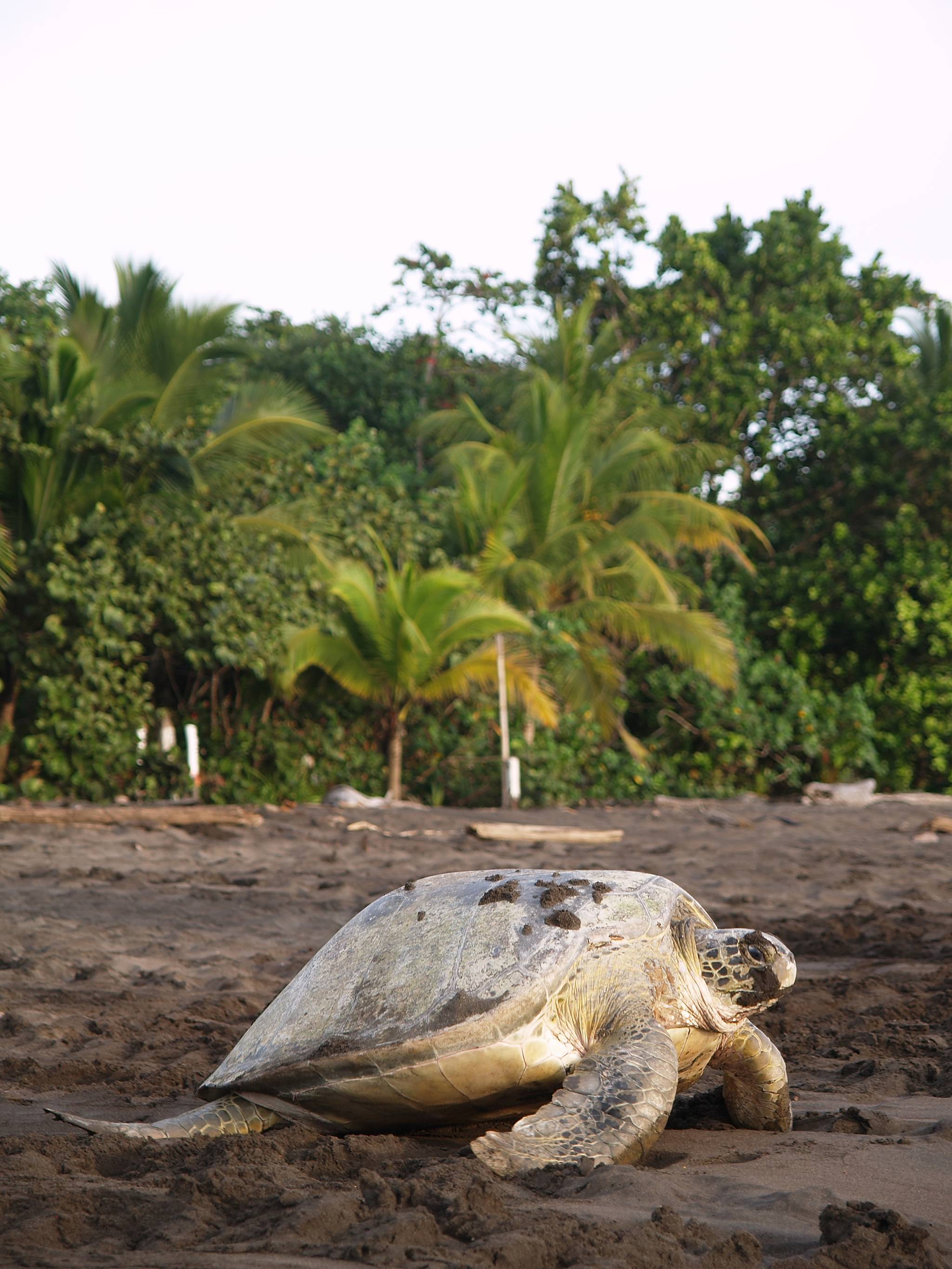 tartarughe sulla spiaggia di tortuguero