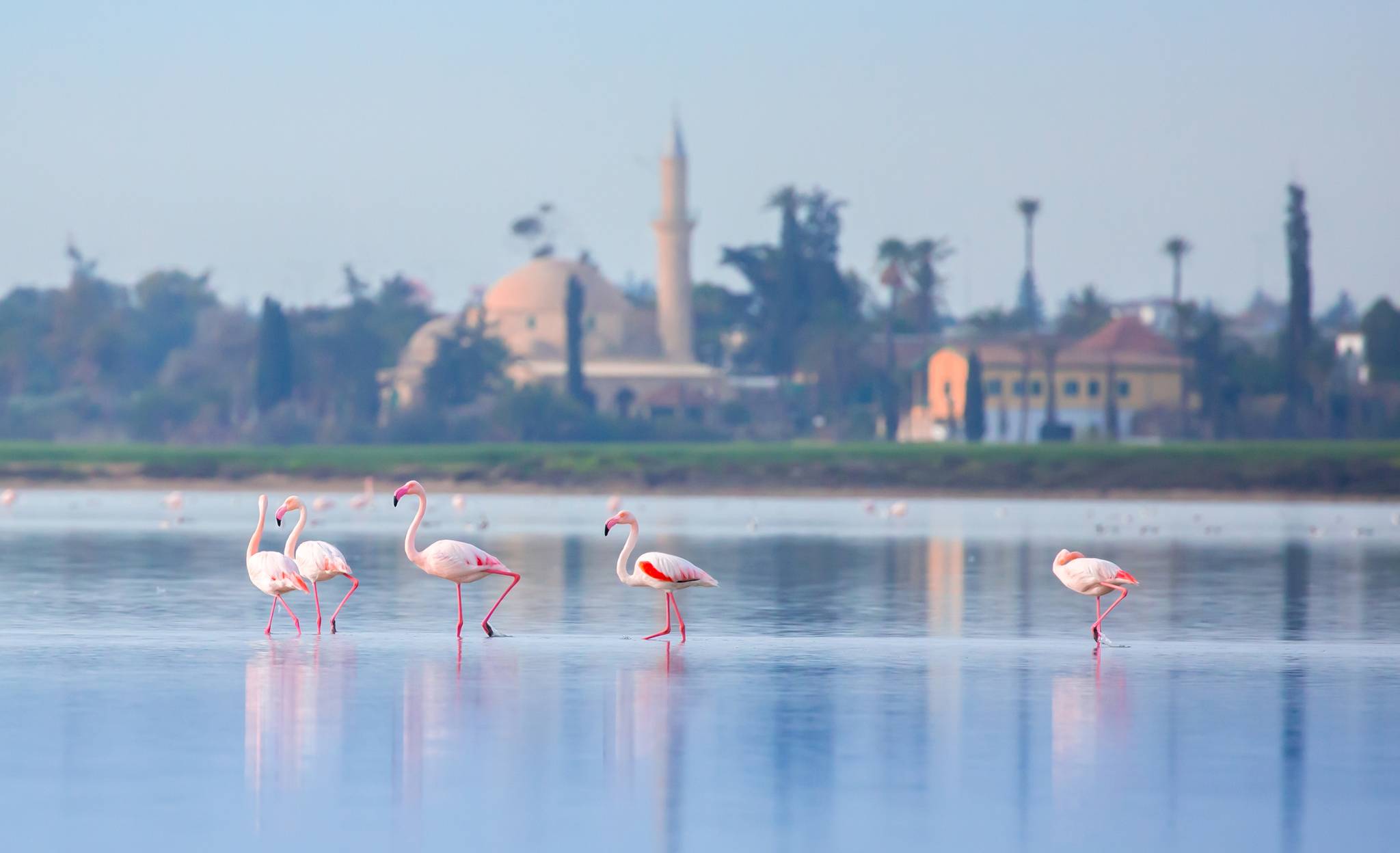 fenicotteri lago di larnaca cipro