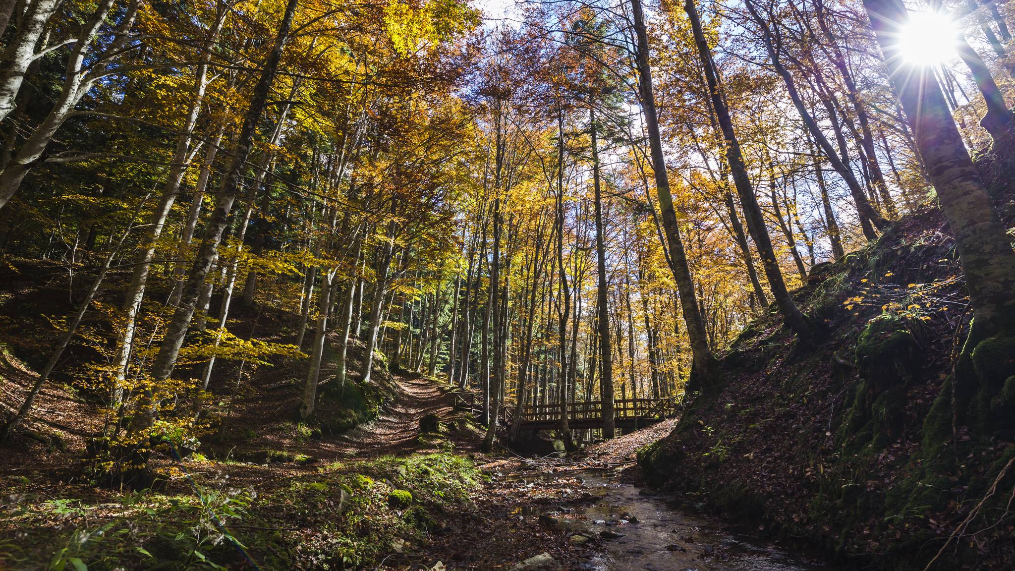 bosco del parco delle foreste casentinesi in toscana