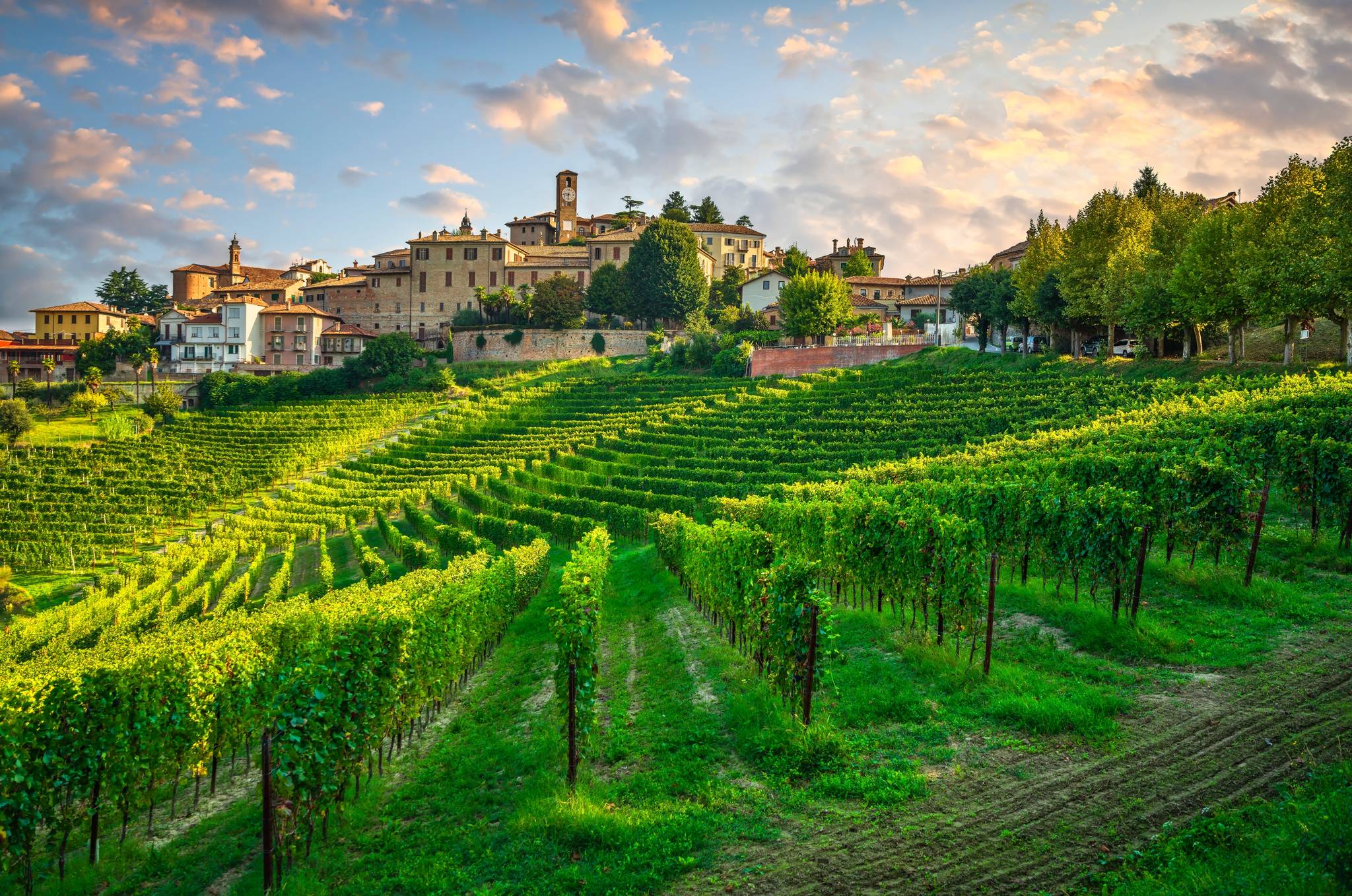 vigneti nei dintorni di neive nelle langhe in piemonte