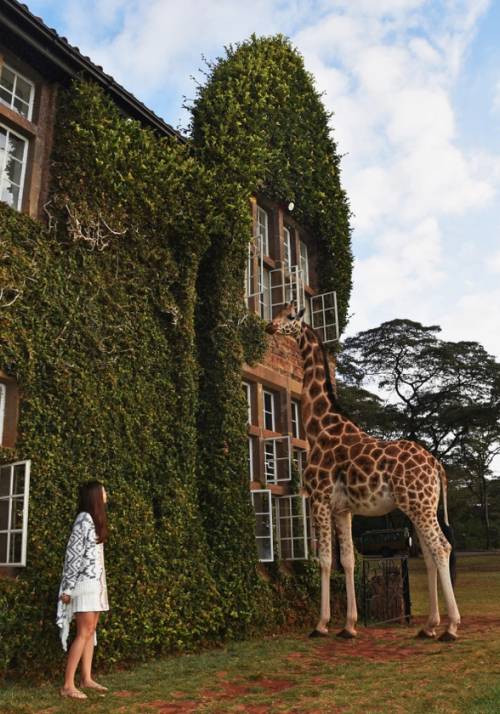 donna con giraffa alla finestra dell hotel kenya