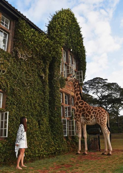 donna con giraffa alla finestra dell hotel kenya