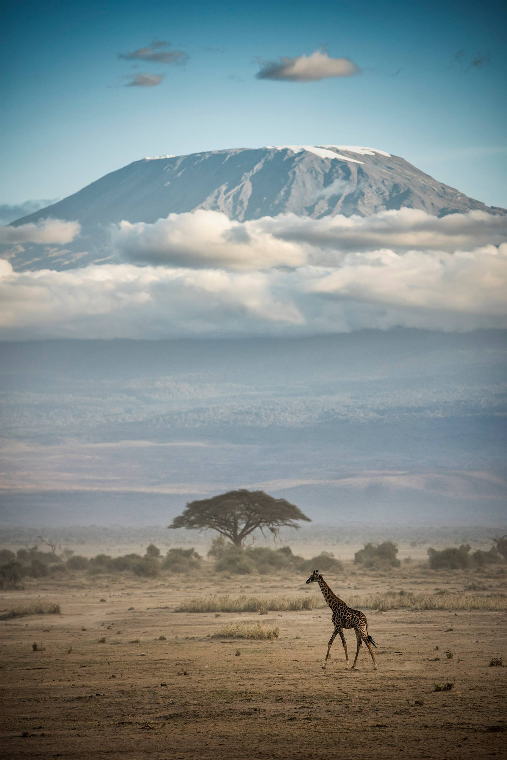 kilimanjaro