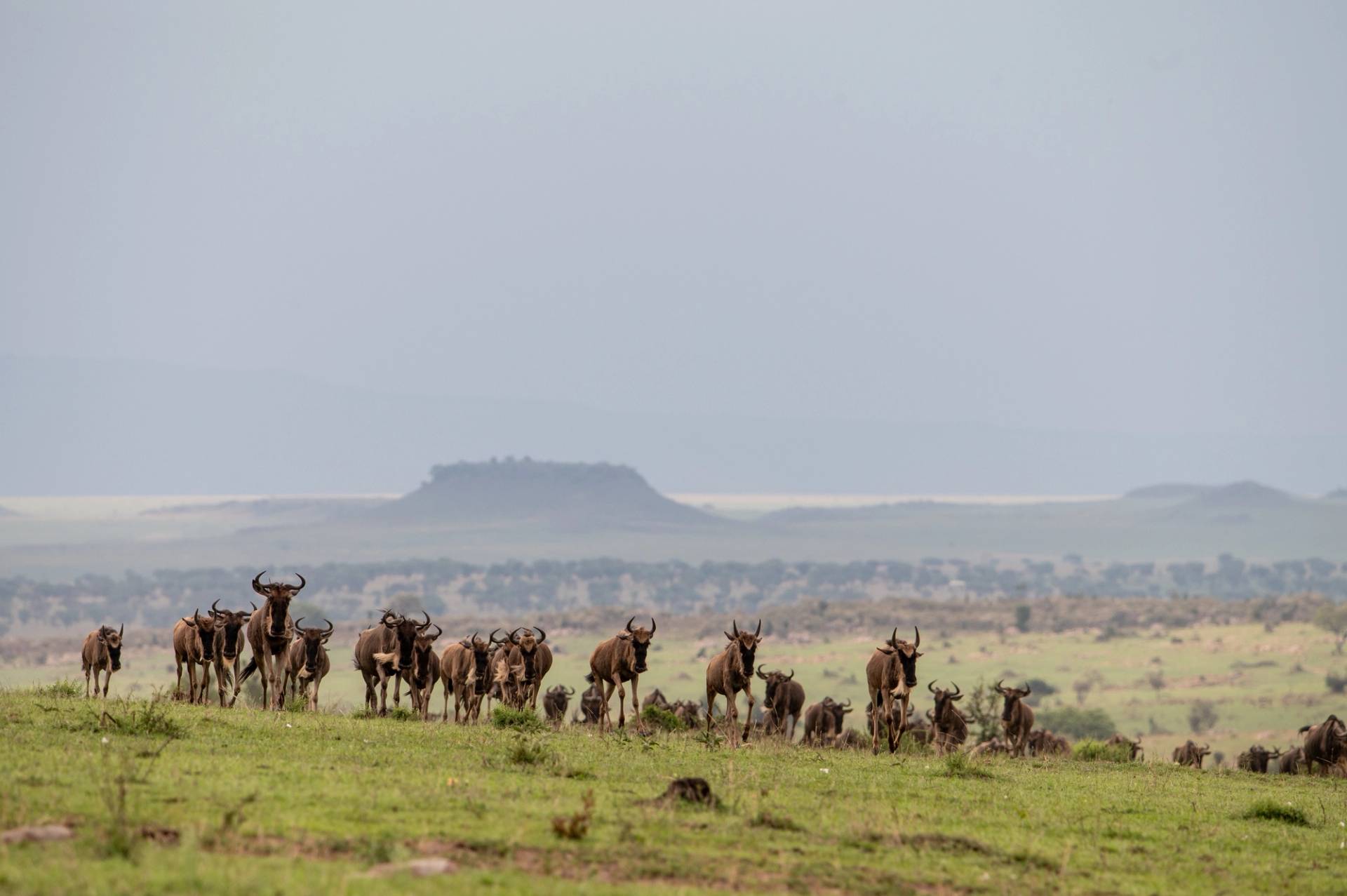 maasai mara