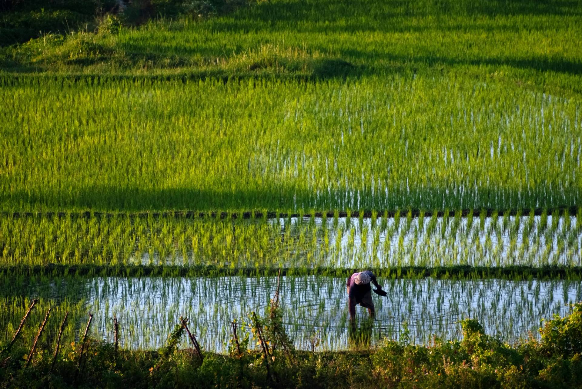 farm with farmer