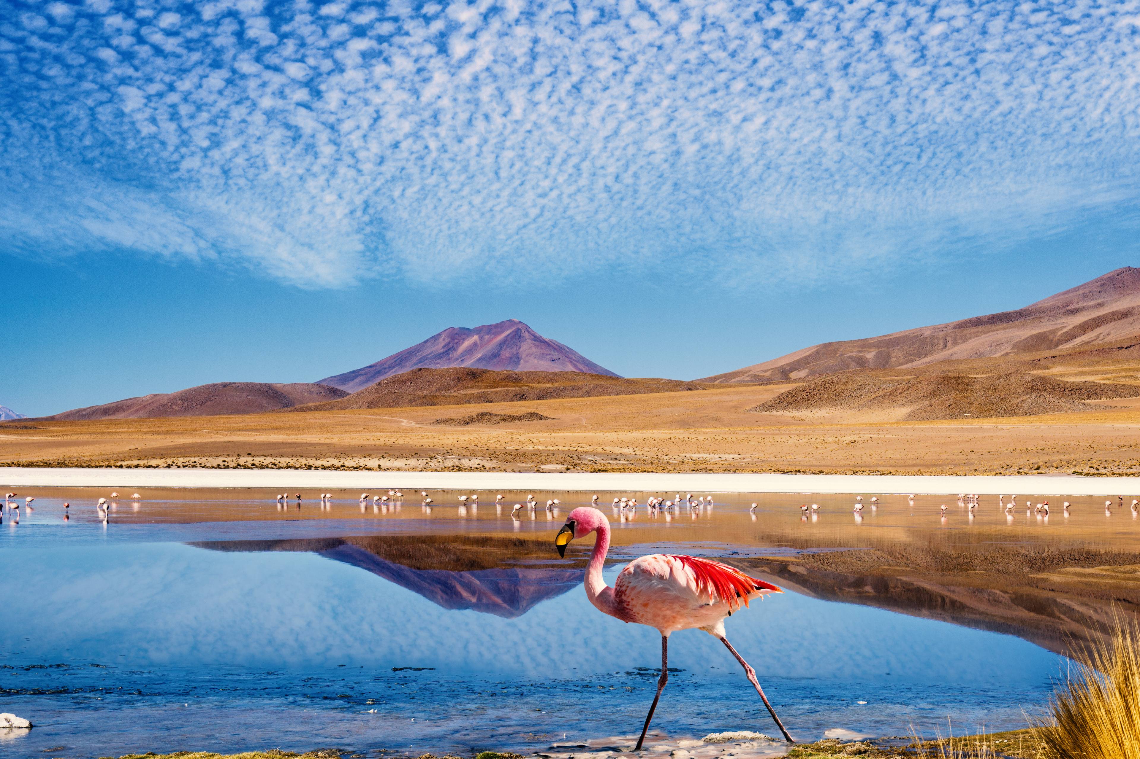 lago con fenicotteri in bolivia
