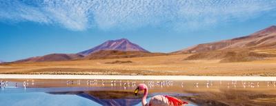 lago con fenicotteri in bolivia