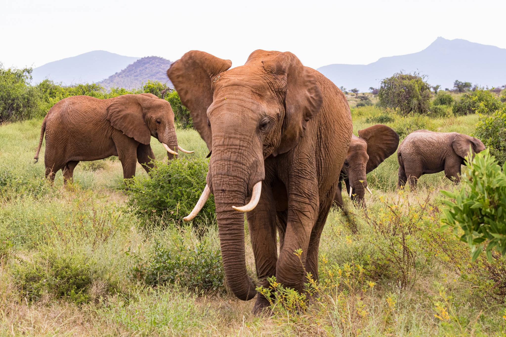 elefanti a samburu