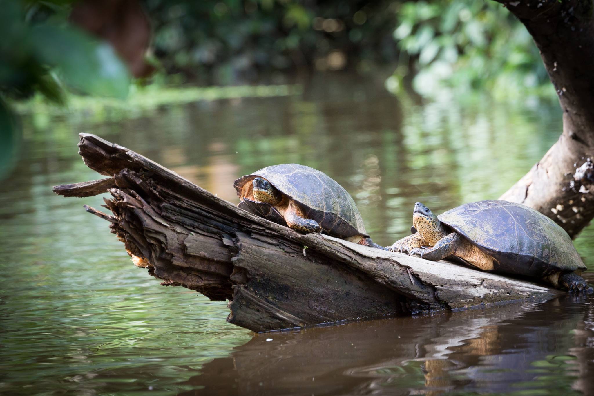 Tartarughe nel Parco del Tortuguero