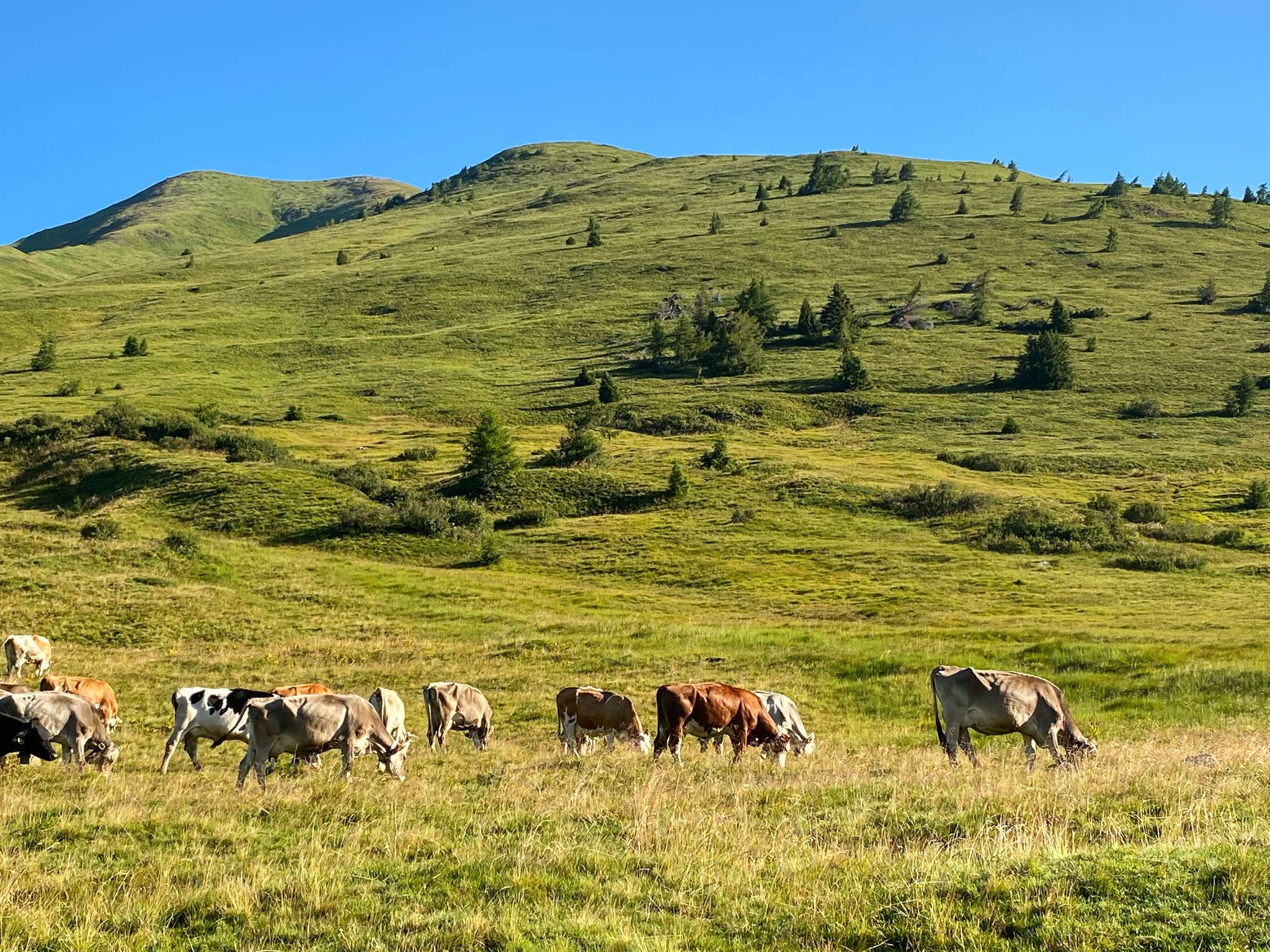 mucche prateria passo del tonale trentino alto adige