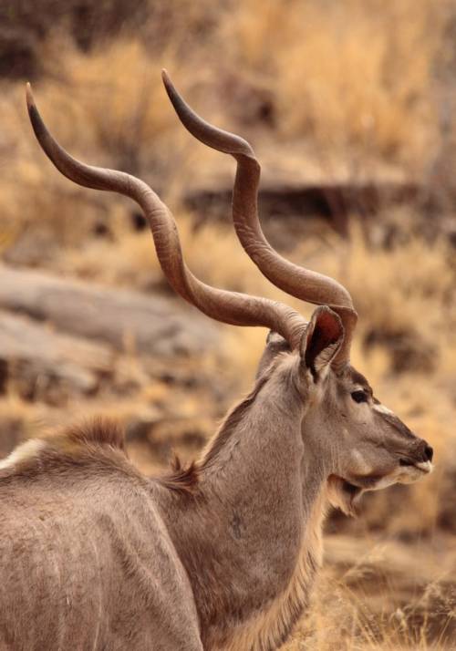 viaggio organizzato in namibia