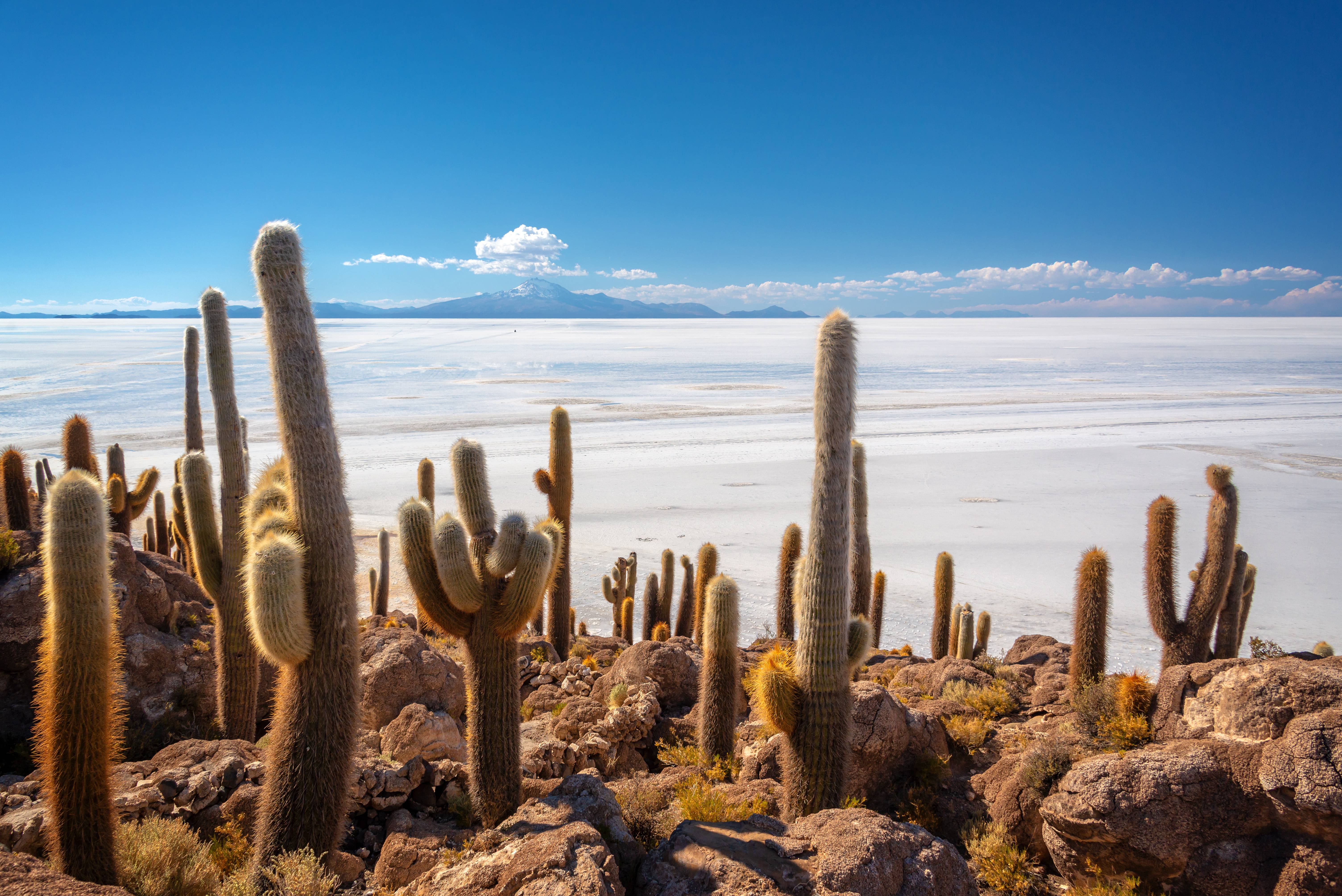 cactus e deserto di sale in bolivia