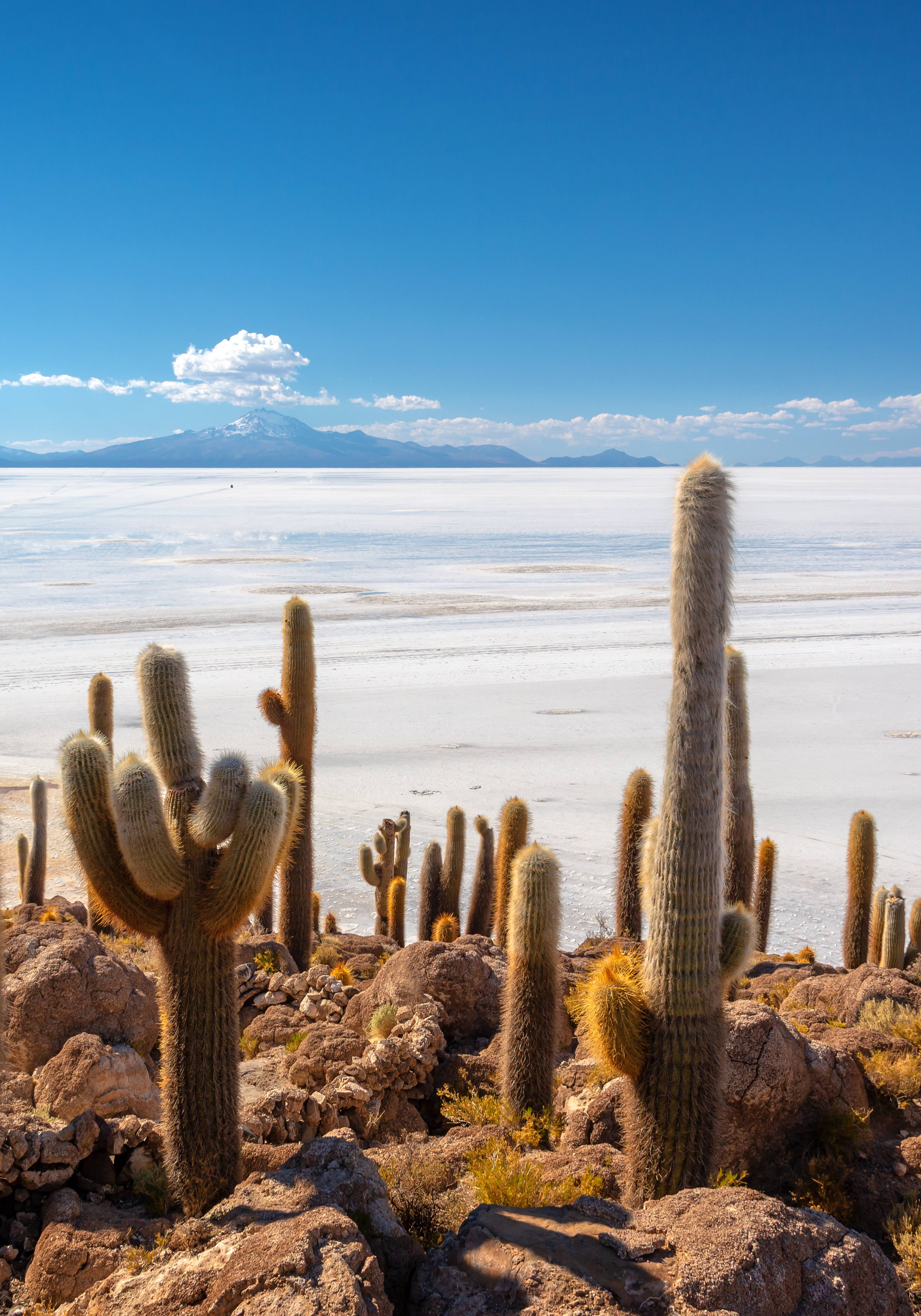 cactus e deserto di sale in bolivia