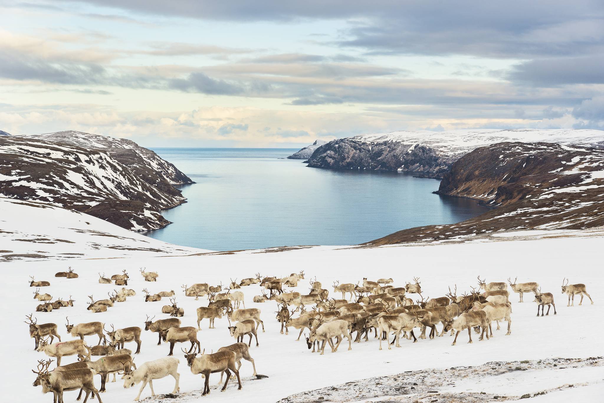 renne capo nord norvegia