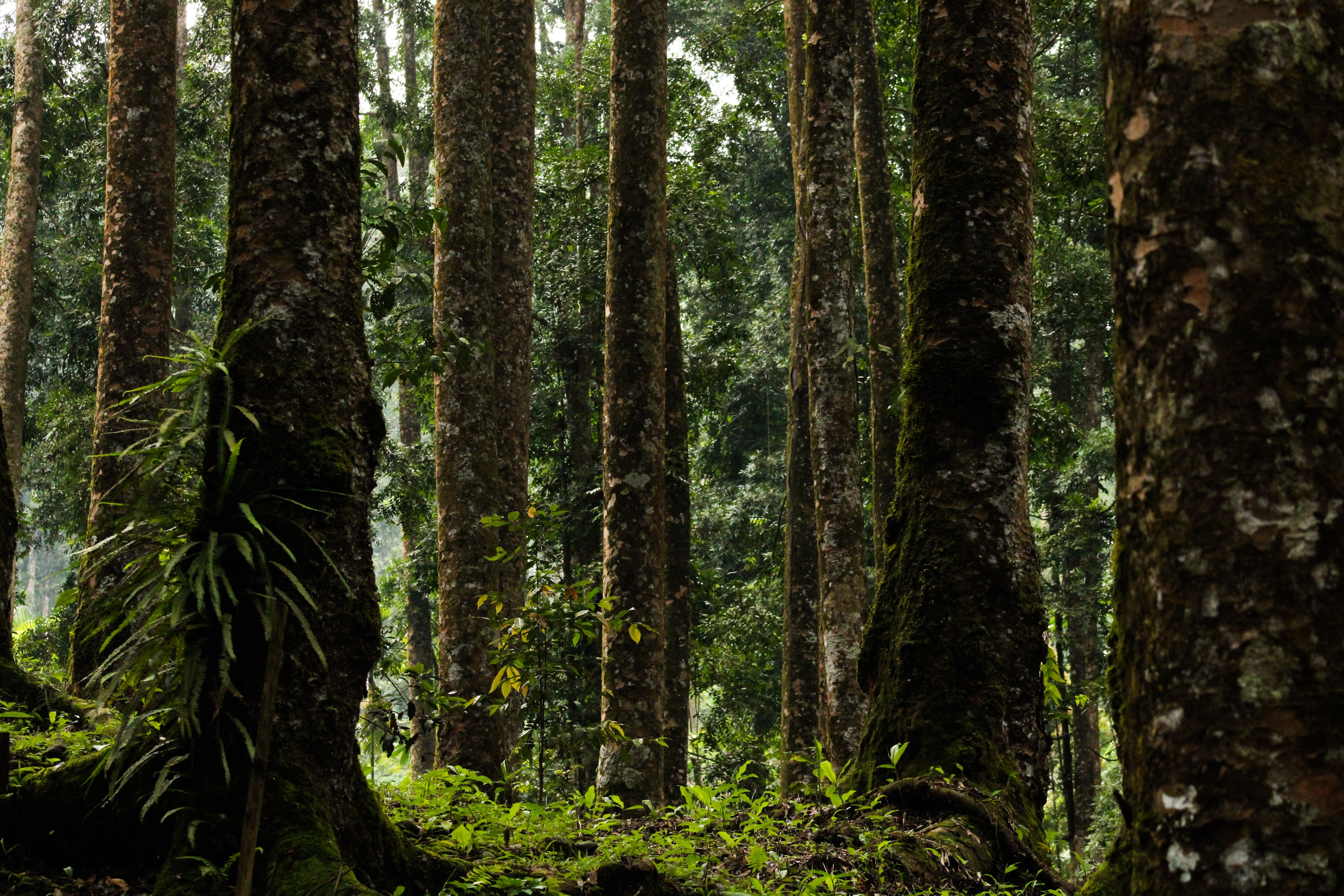 Orangutan Rehabilitation Centre in Sepilok, Borneo