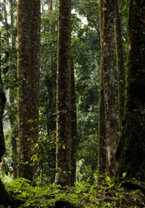 giunla sepilok borneo