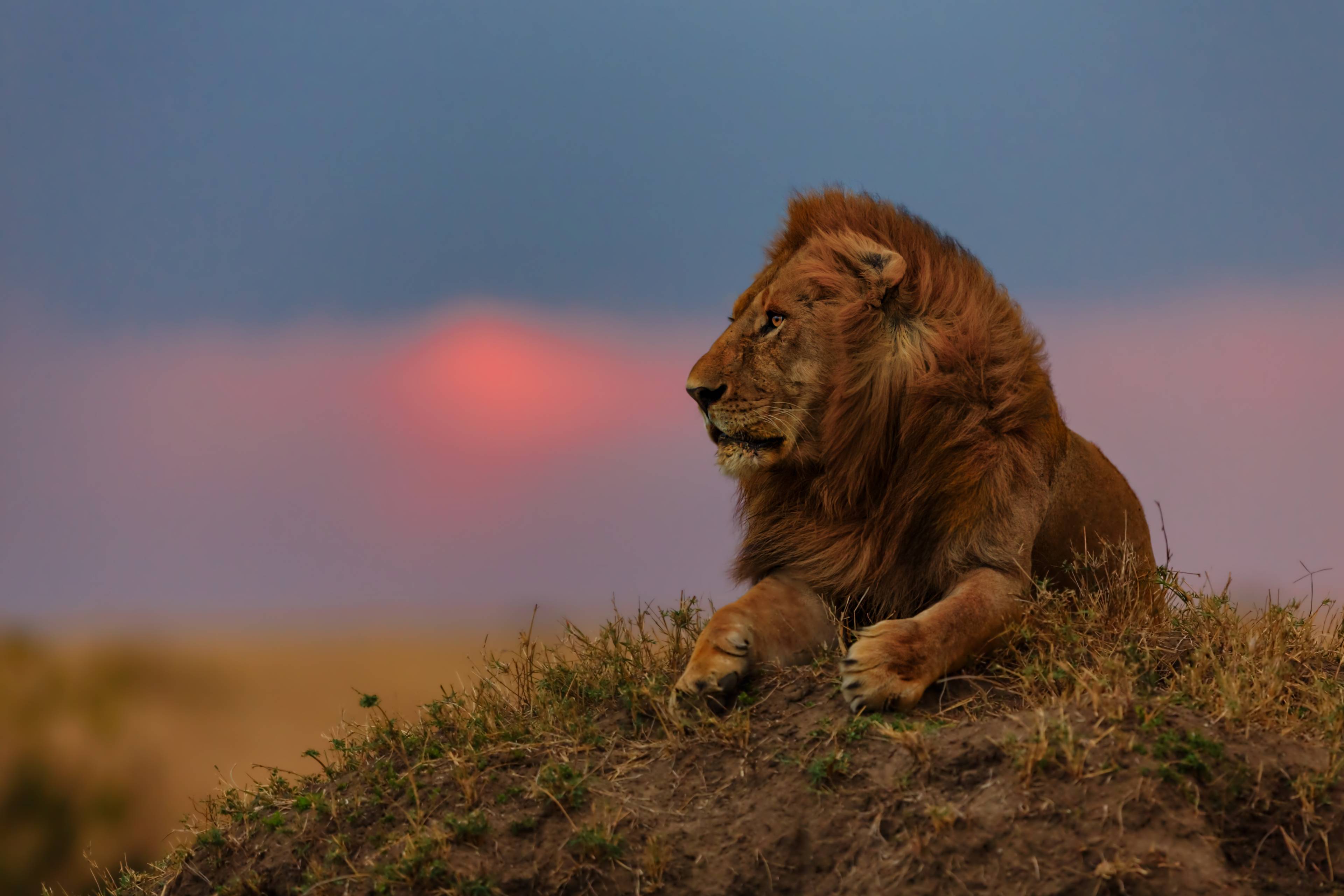 leone pensieroso
