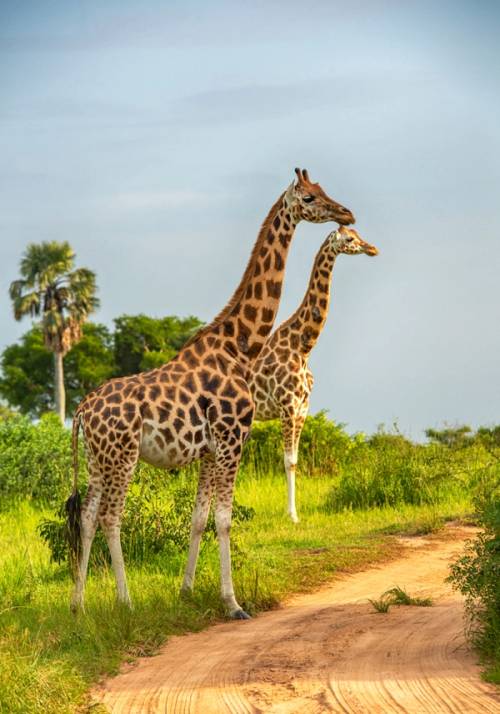pair of giraffes in the savannah