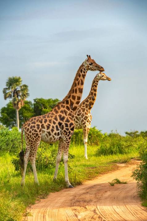 coppia di giraffe nella savana