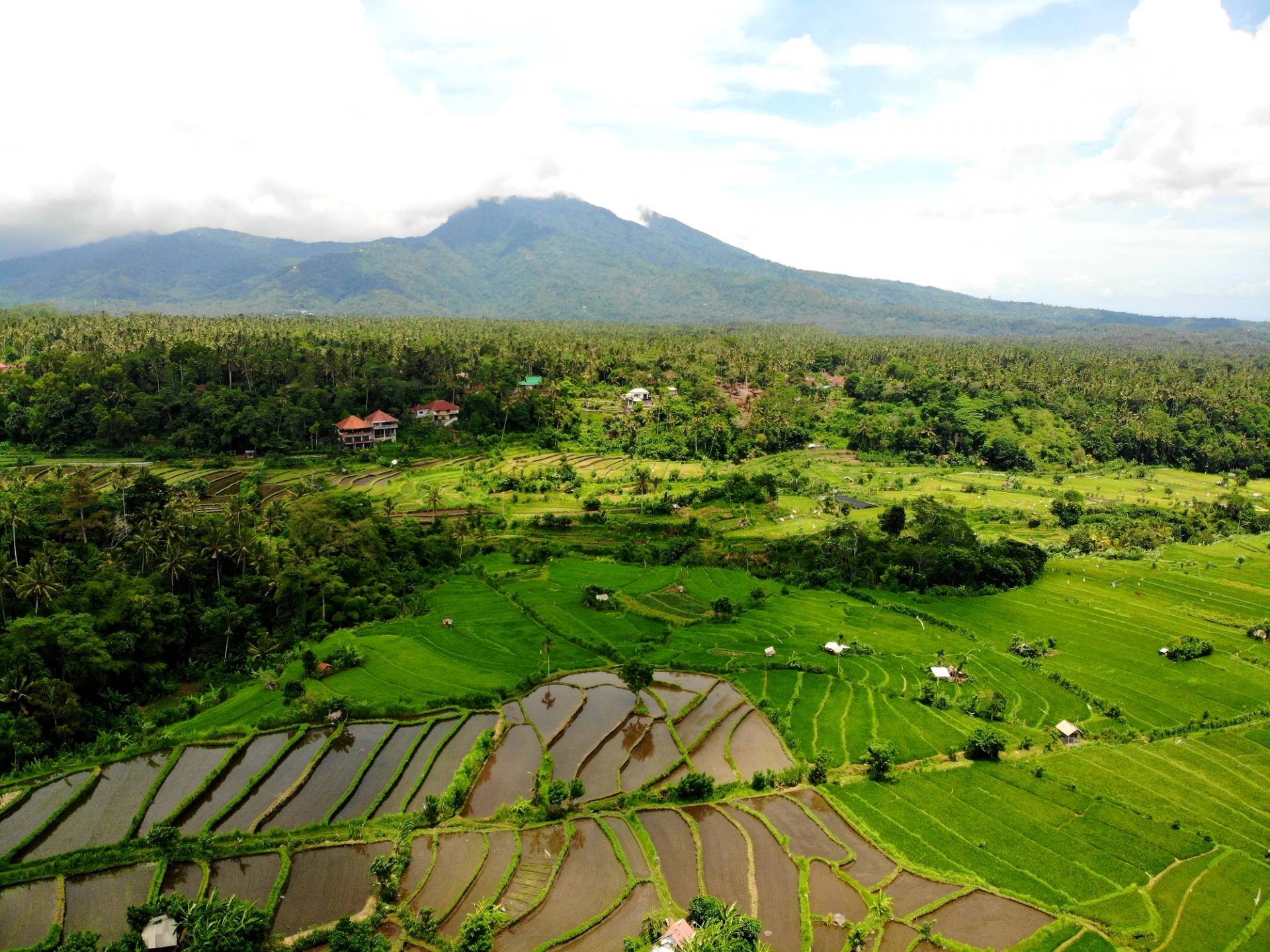 plantations