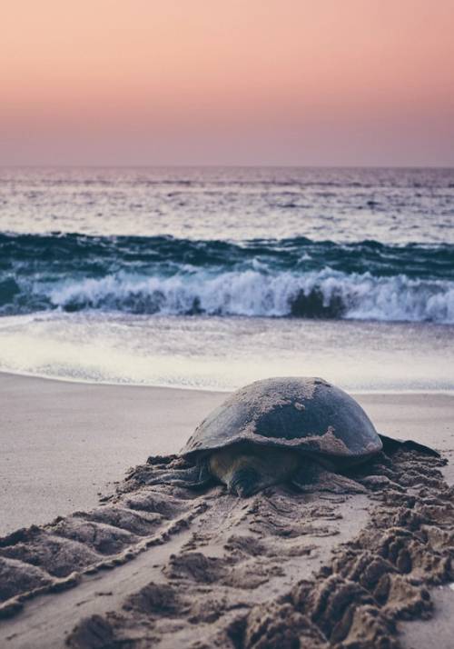 Tartaruga in riva al mare al tramonto