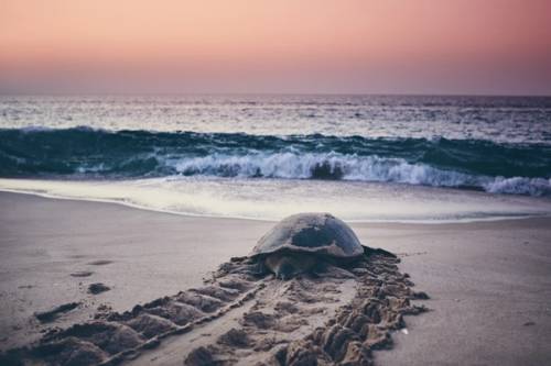 Tartaruga in riva al mare al tramonto