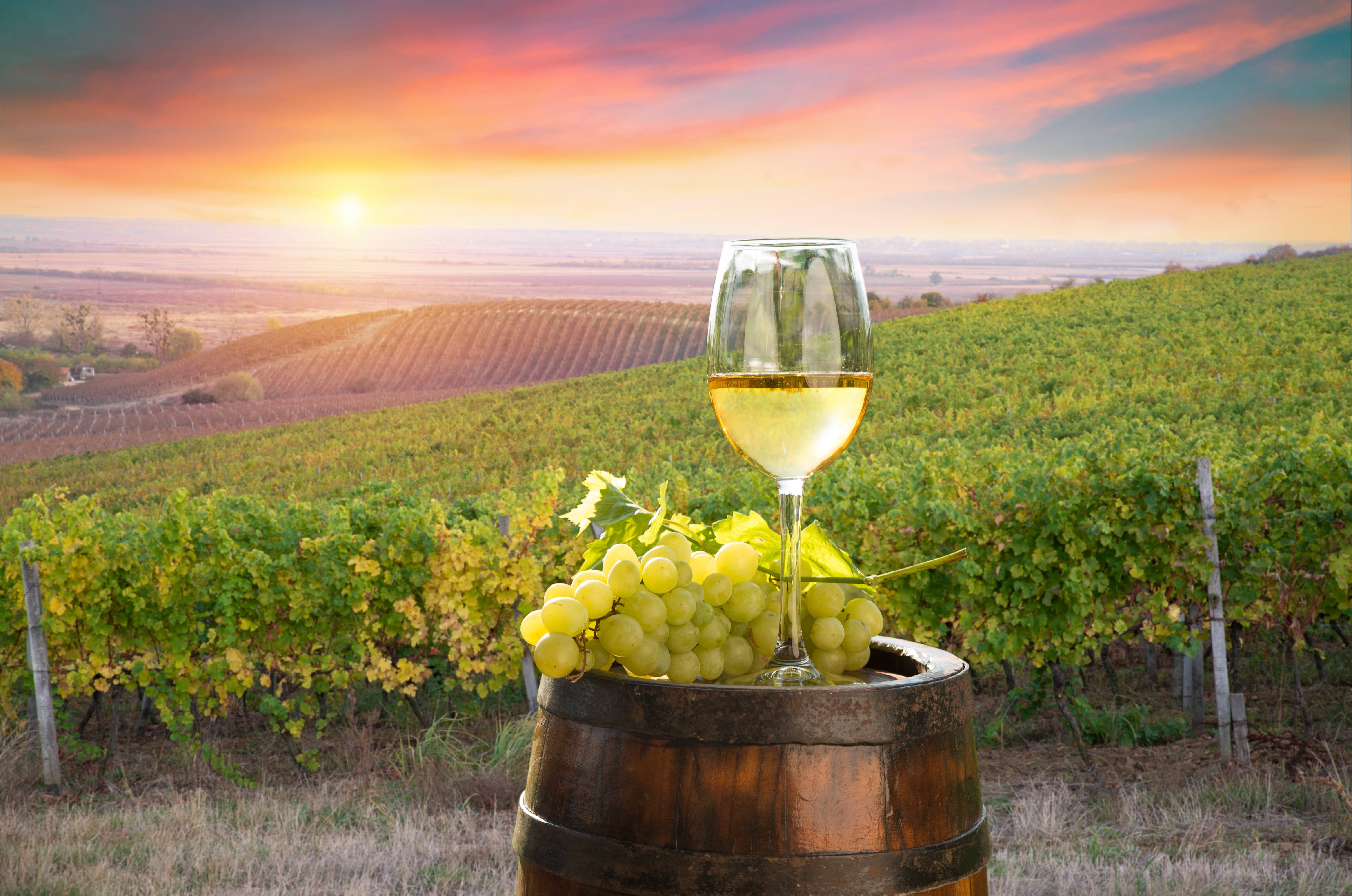 vineyards landscape tuscany