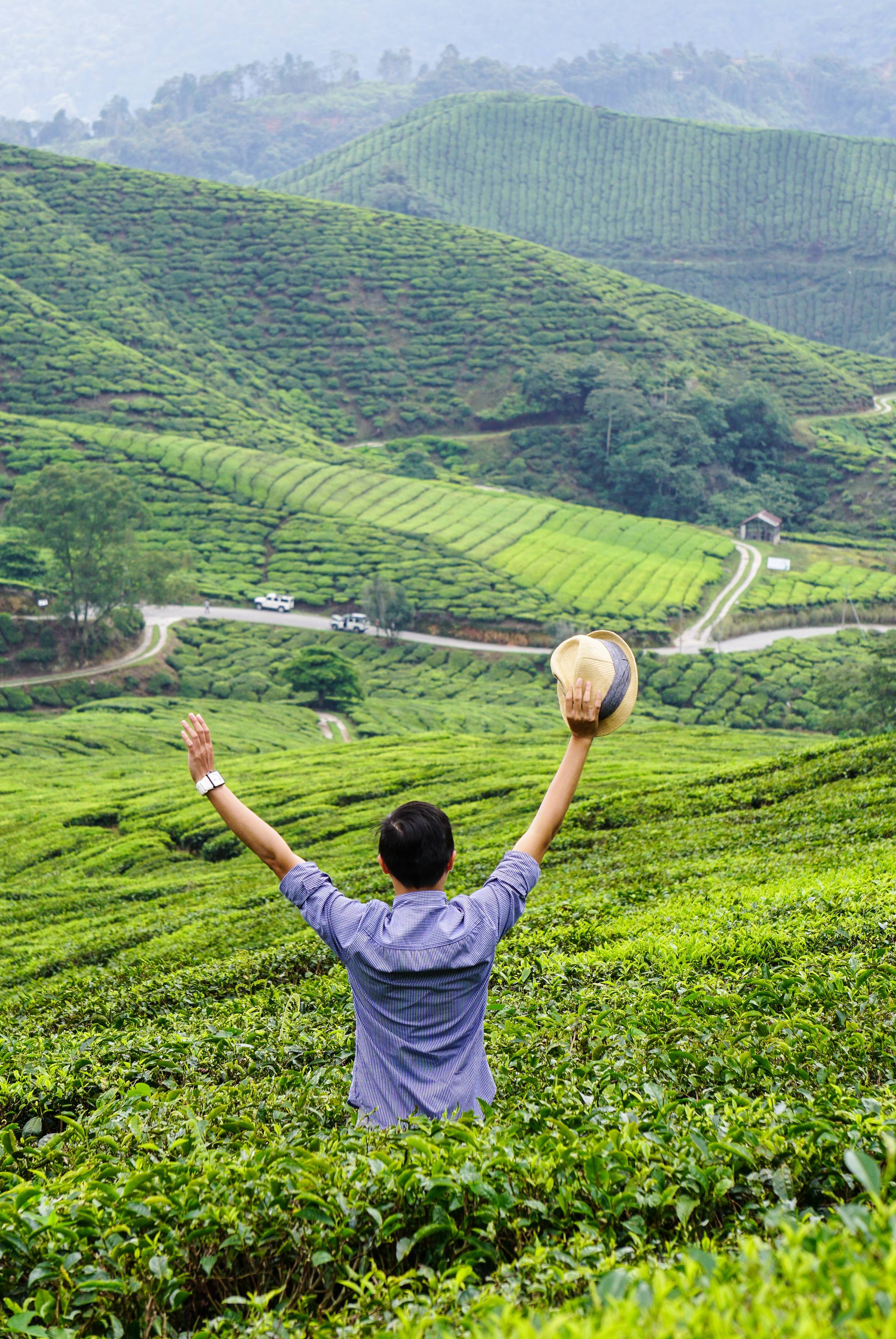 campi coltivati a cameron highlands