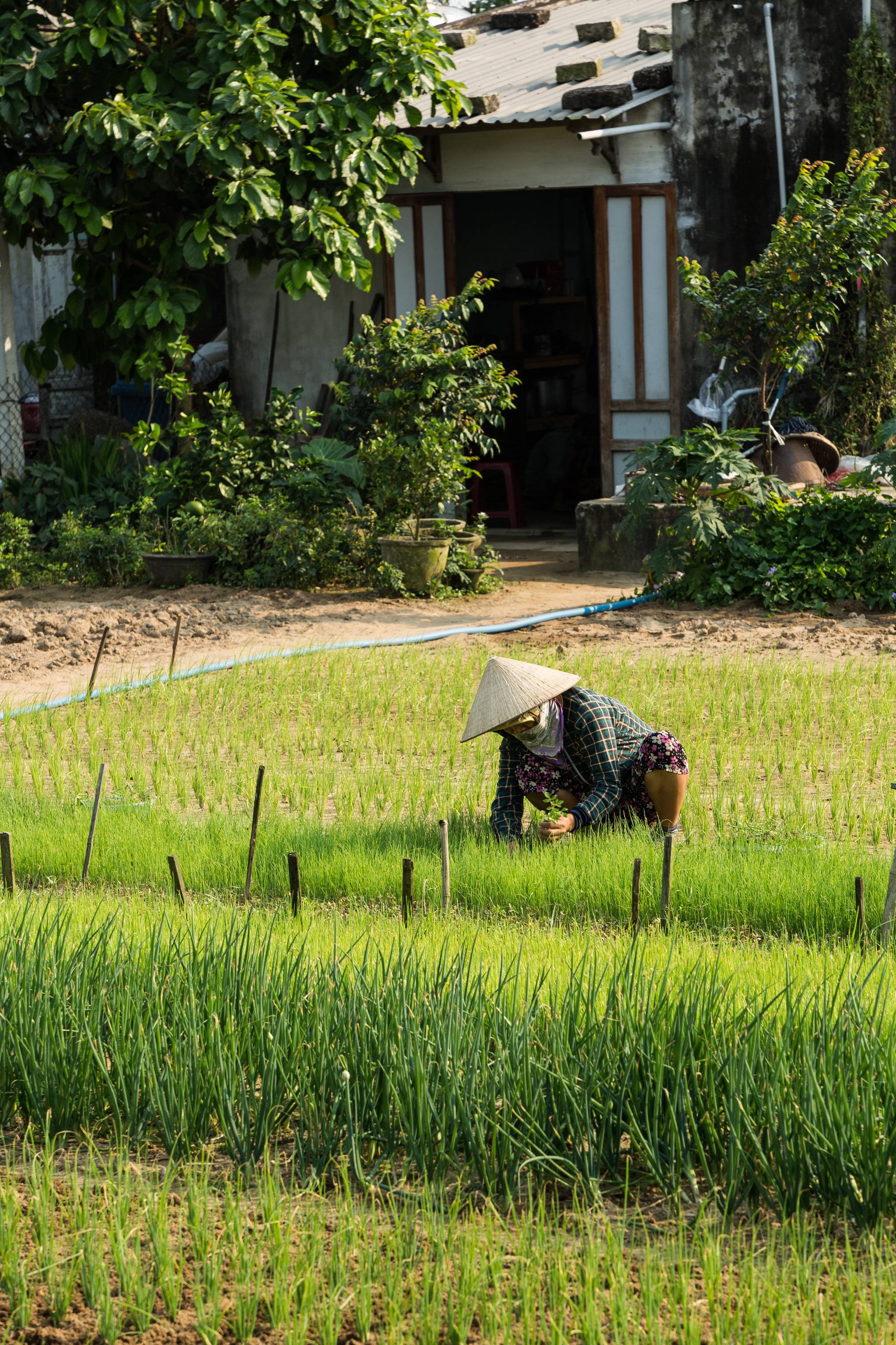 vietnamita villaggio tra que