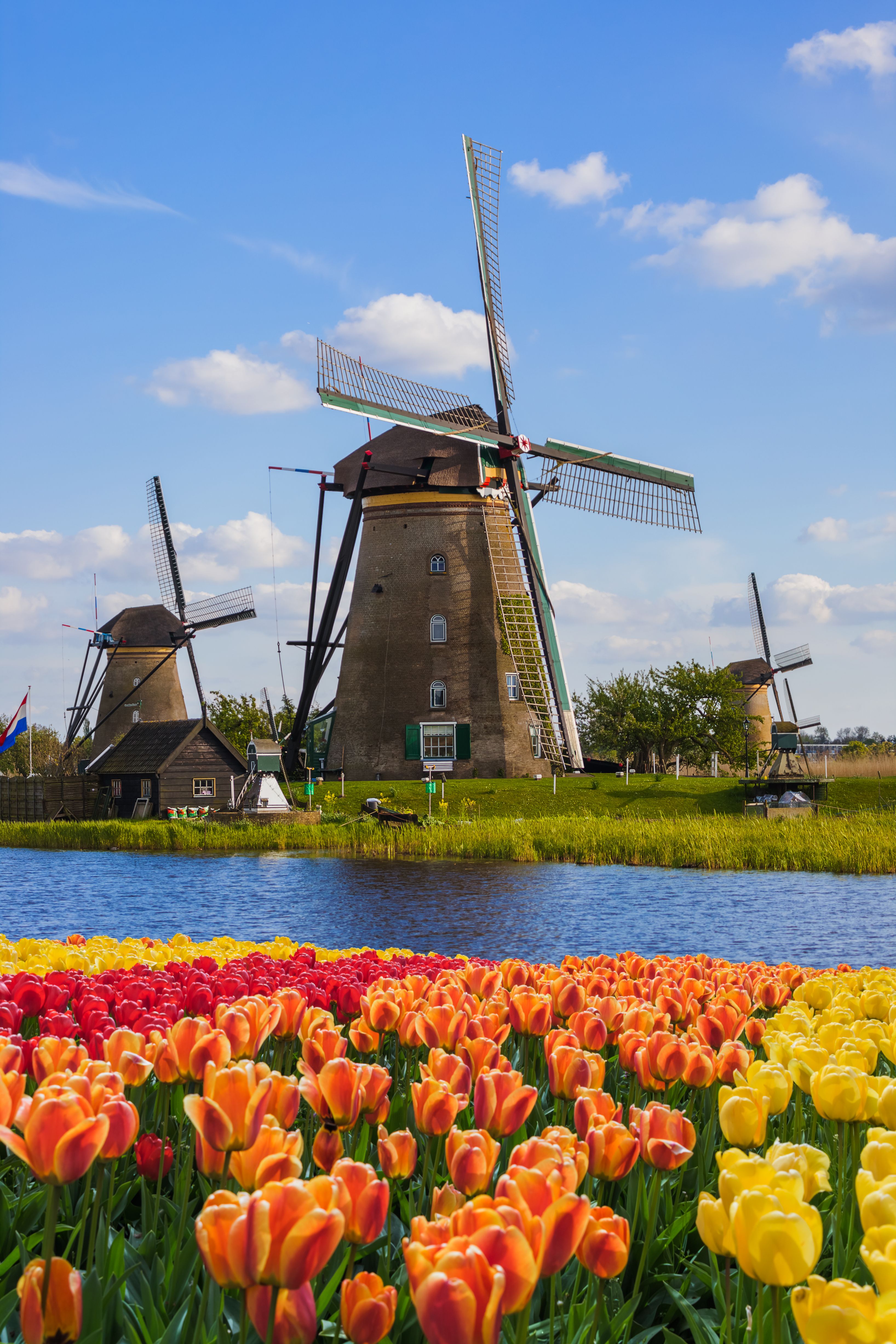 mulini a vento tra i fiori kinderdijk
