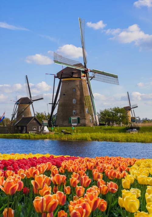 mulini a vento tra i fiori kinderdijk