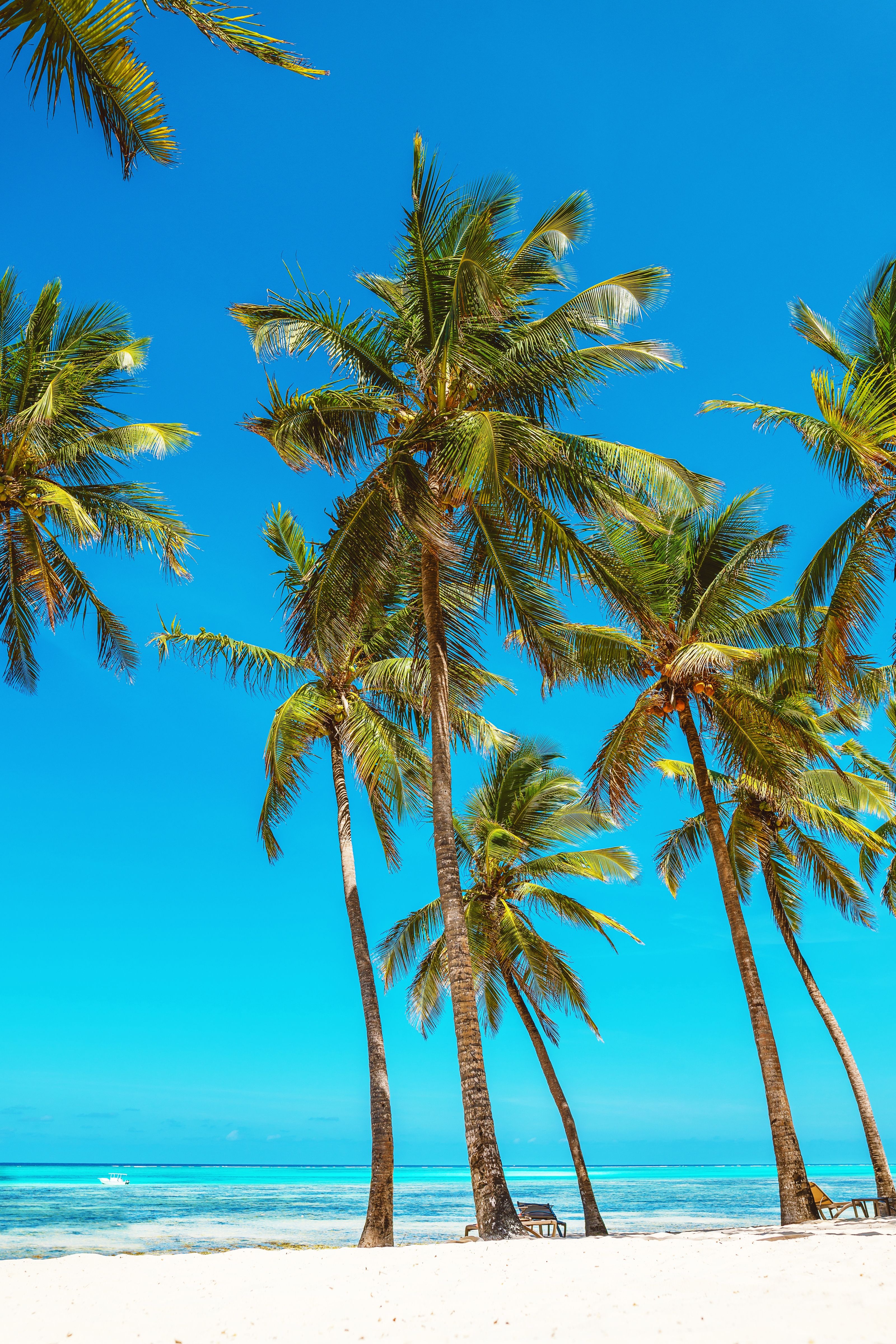 spiaggia con palme a zanzibar