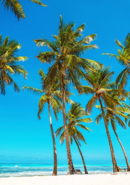 spiaggia con palme a zanzibar
