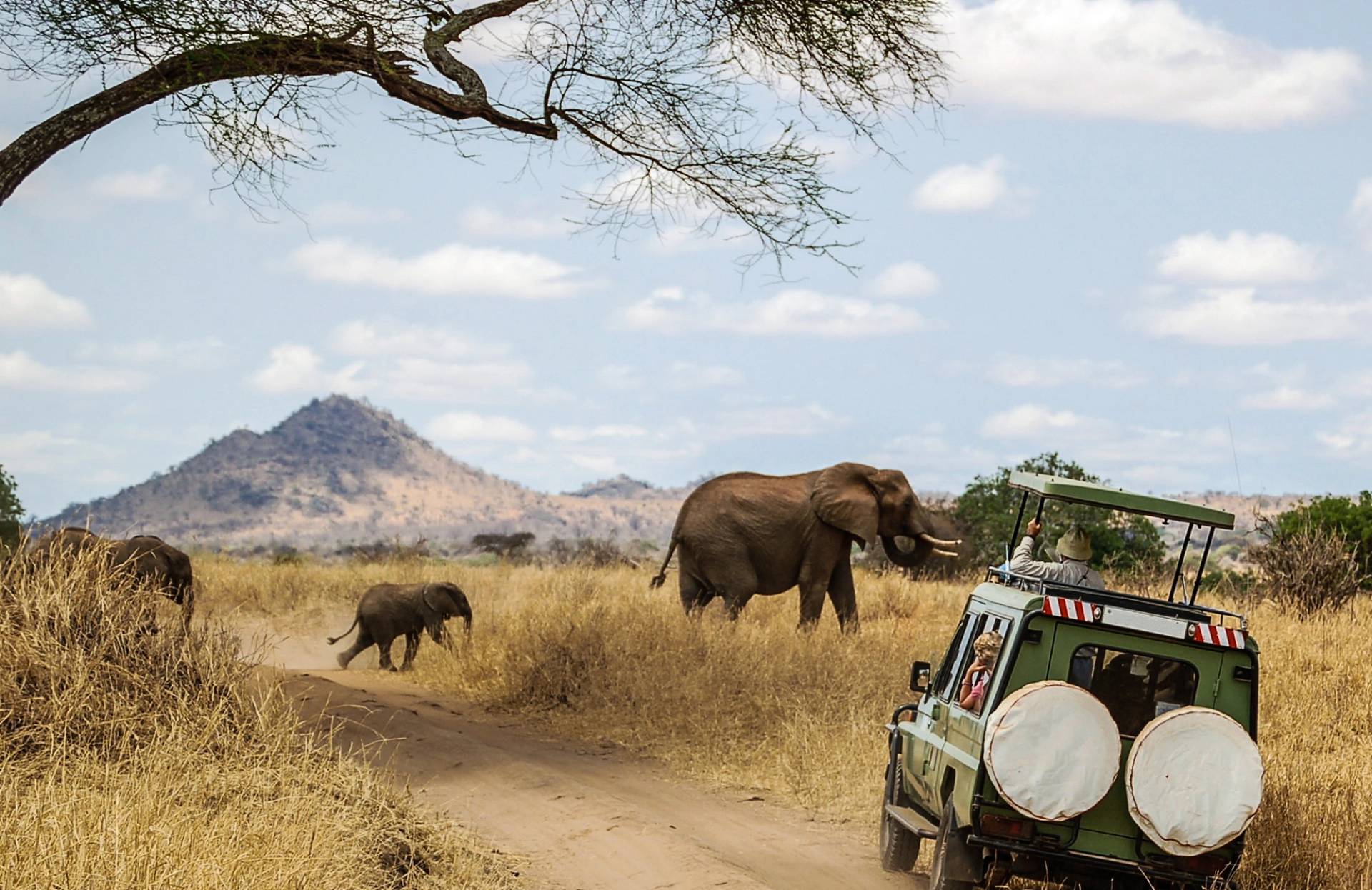 safari in macchina tra elefanti