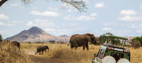 safari in macchina tra elefanti