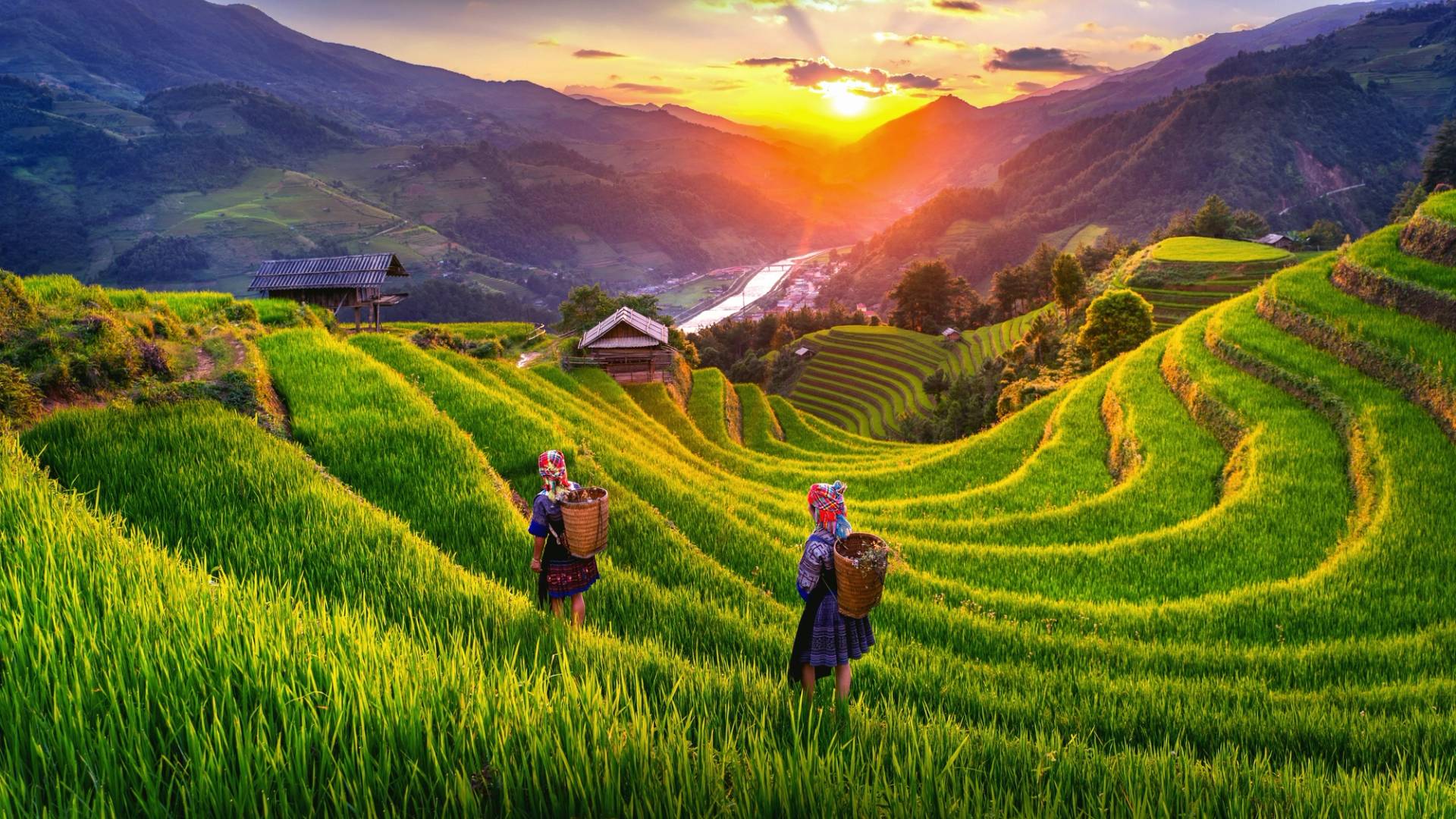 Hoang Su Phi rice fields