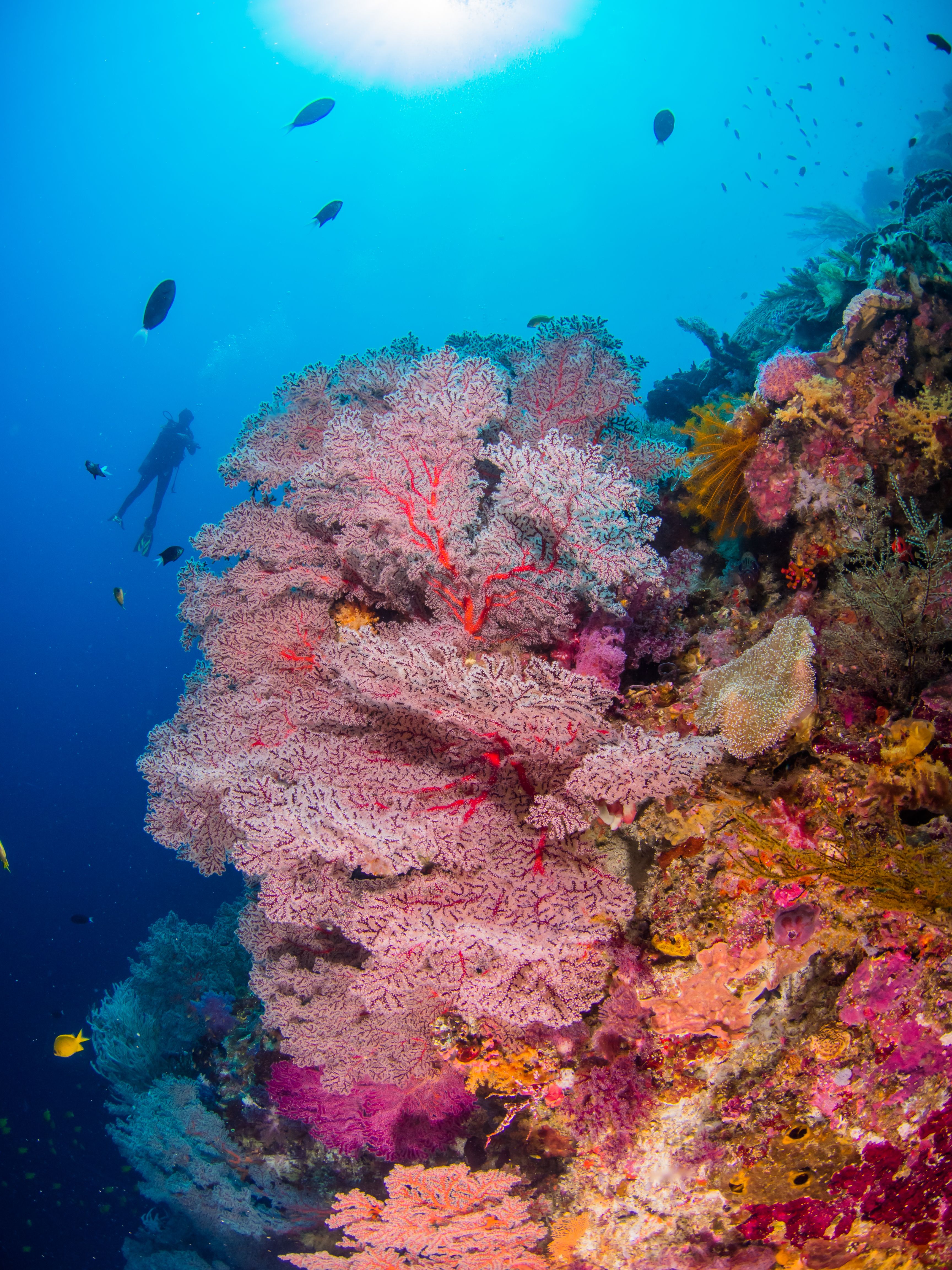 coralli parco marino tubbataha