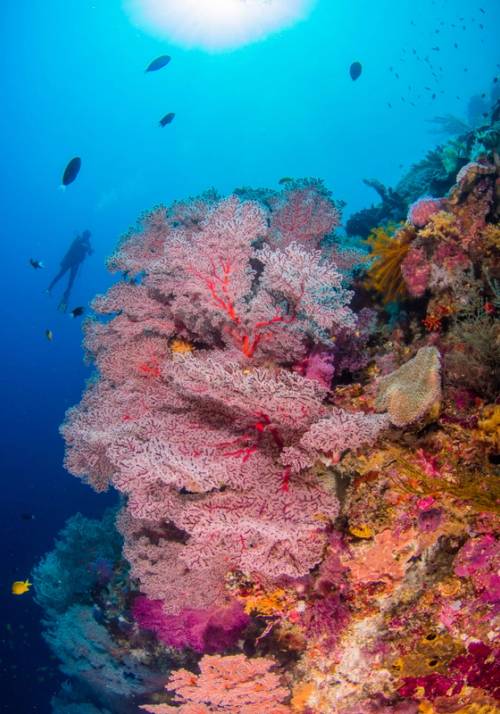 coralli parco marino tubbataha