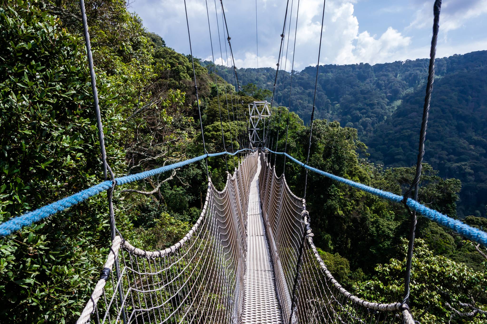 ponte tibetano nel parco di nyungwe