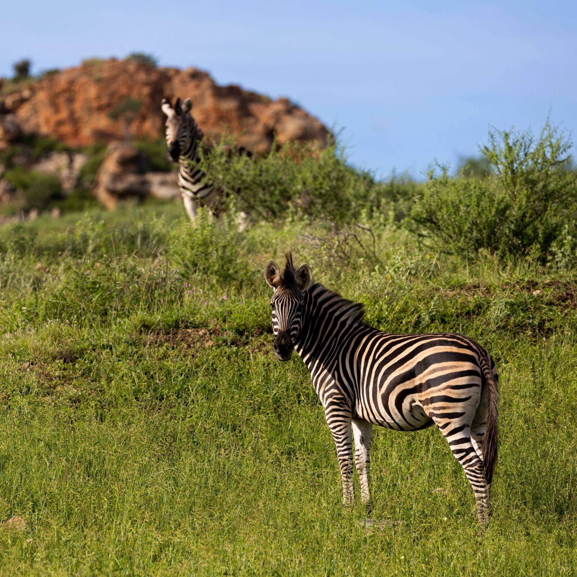 zebra Mapungubwe park