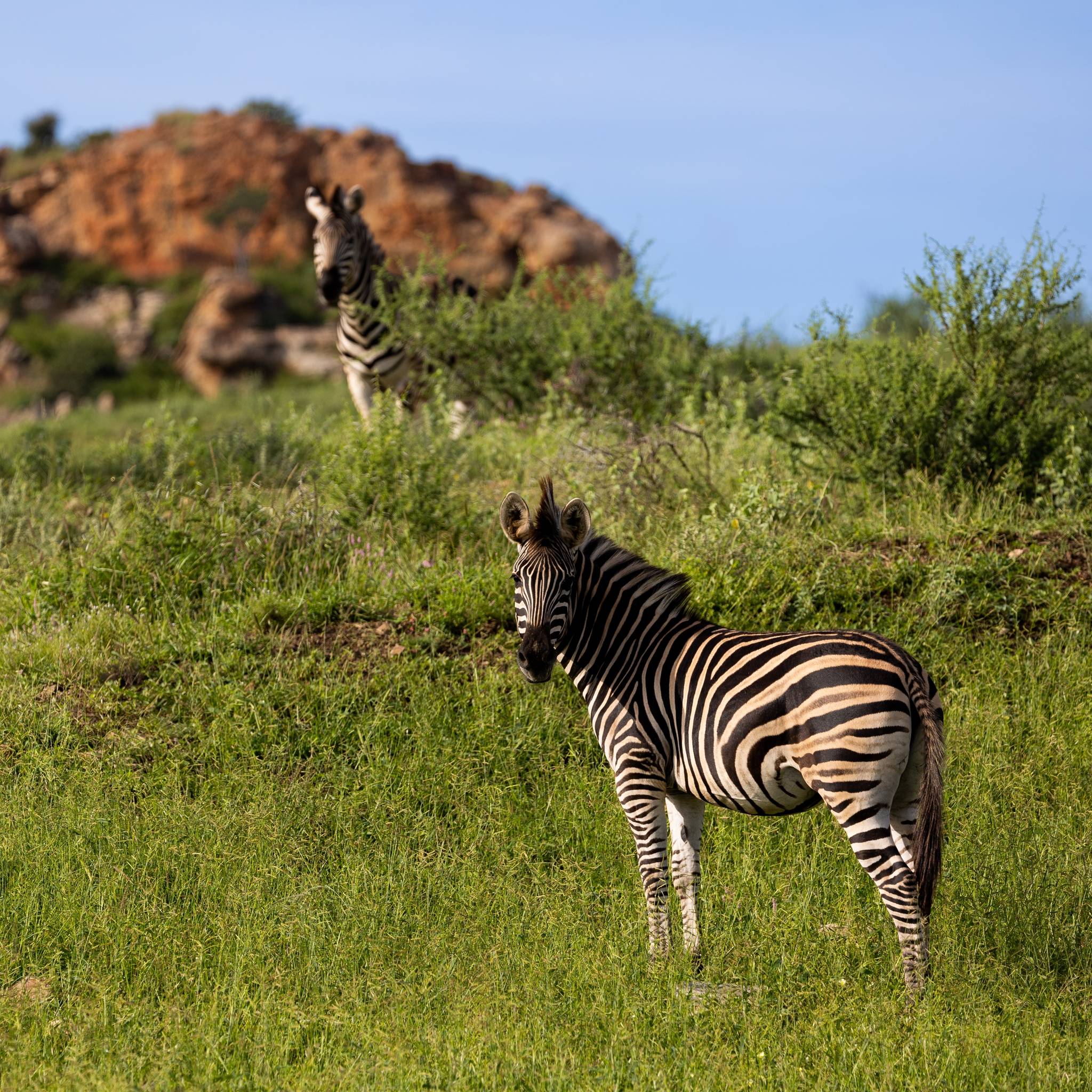 zebra parco mapungubwe