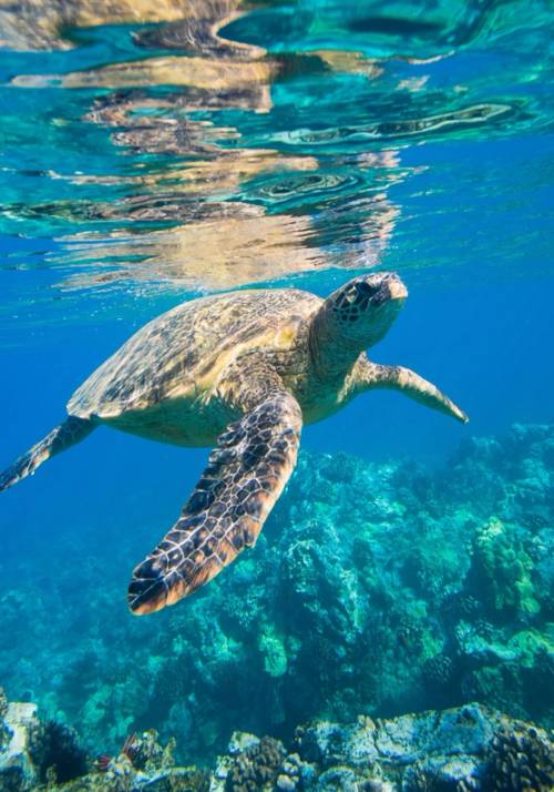 sea turtle