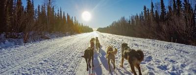 escursioni con cani da slitta