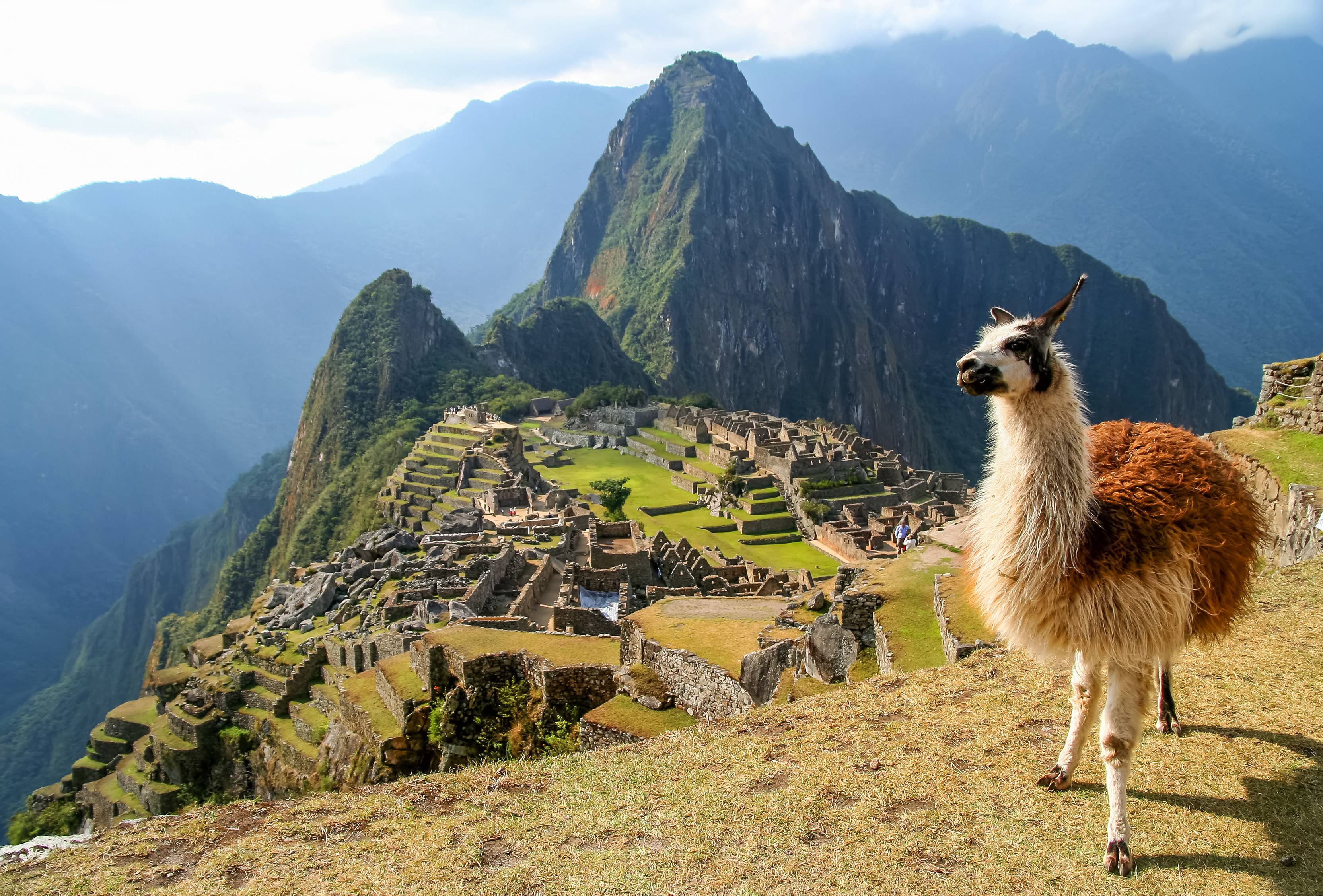 lama machu picchu peru