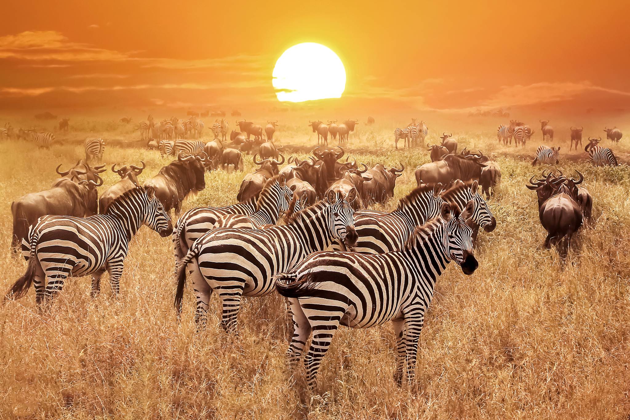 zebre serengeti