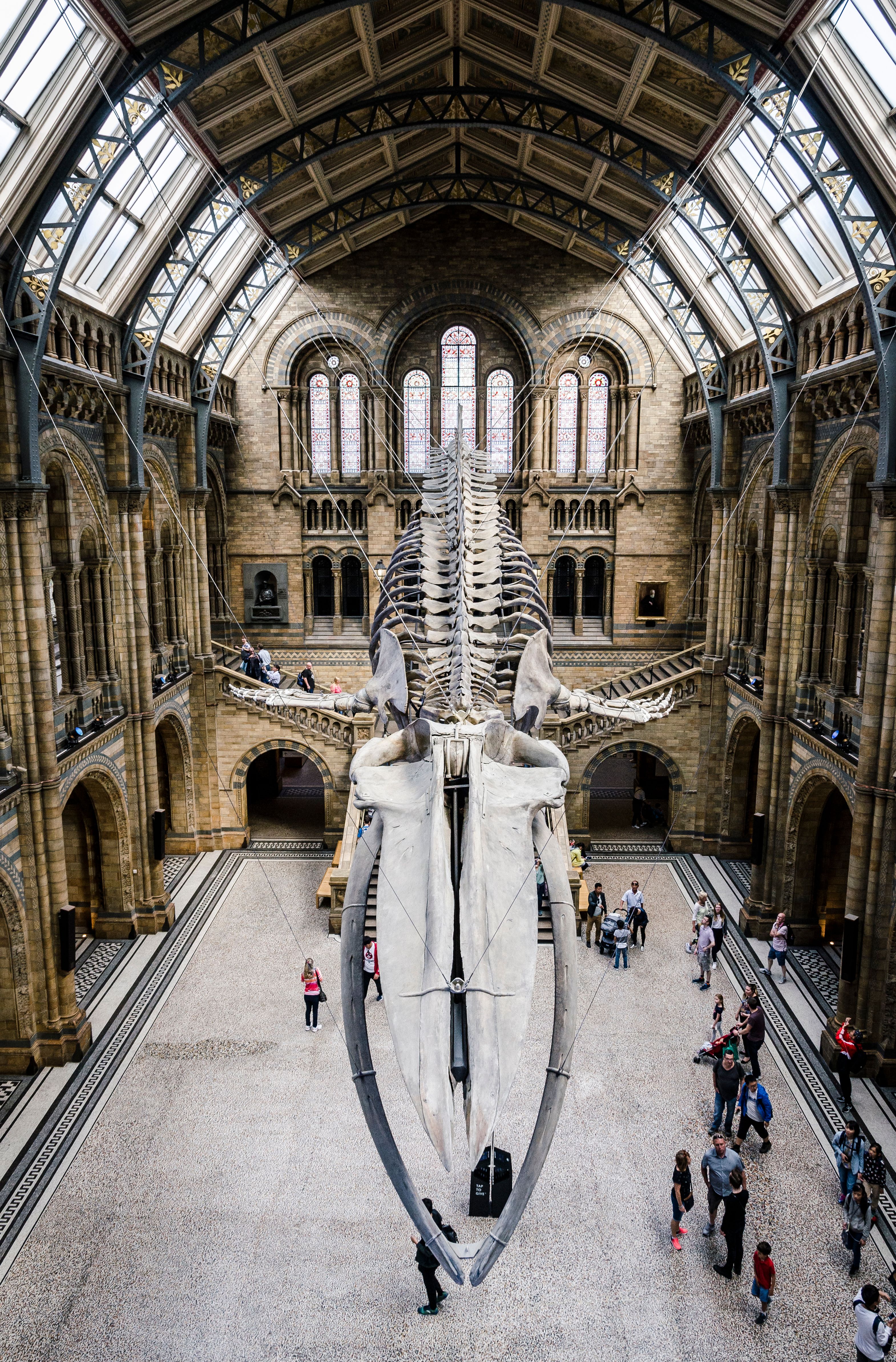 dinosauro museo di storia naturale londra